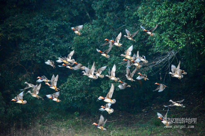 進入初冬，大批野生鴛鴦陸續(xù)飛抵江西婺源縣賦春鎮(zhèn)鴛鴦湖越冬，小精靈們在湖面上或相互依偎、卿卿我我；或隨波逐流、嬉戲打鬧，悠閑自在生活在青山綠水之間，優(yōu)良的水域和豐富的湖畔闊葉林，為鴛鴦過冬提供良好生存環(huán)境，婺源鴛鴦湖已成為亞洲最大的野生鴛鴦越冬棲息地。（攝于12月4日下午）