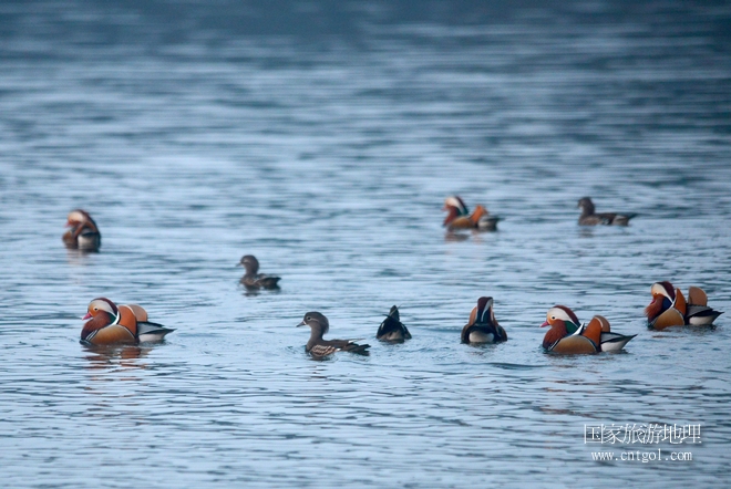 進入初冬，大批野生鴛鴦陸續(xù)飛抵江西婺源縣賦春鎮(zhèn)鴛鴦湖越冬，小精靈們在湖面上或相互依偎、卿卿我我；或隨波逐流、嬉戲打鬧，悠閑自在生活在青山綠水之間，優(yōu)良的水域和豐富的湖畔闊葉林，為鴛鴦過冬提供良好生存環(huán)境，婺源鴛鴦湖已成為亞洲最大的野生鴛鴦越冬棲息地。（攝于12月4日下午）