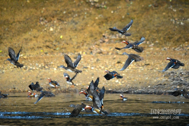 進入初冬，大批野生鴛鴦陸續(xù)飛抵江西婺源縣賦春鎮(zhèn)鴛鴦湖越冬，小精靈們在湖面上或相互依偎、卿卿我我；或隨波逐流、嬉戲打鬧，悠閑自在生活在青山綠水之間，優(yōu)良的水域和豐富的湖畔闊葉林，為鴛鴦過冬提供良好生存環(huán)境，婺源鴛鴦湖已成為亞洲最大的野生鴛鴦越冬棲息地。（攝于12月4日下午）
